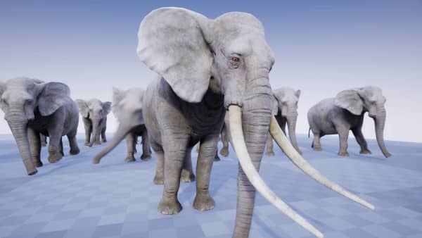 【UE资源】非洲象模型-ELEPHANT-IMAXCG