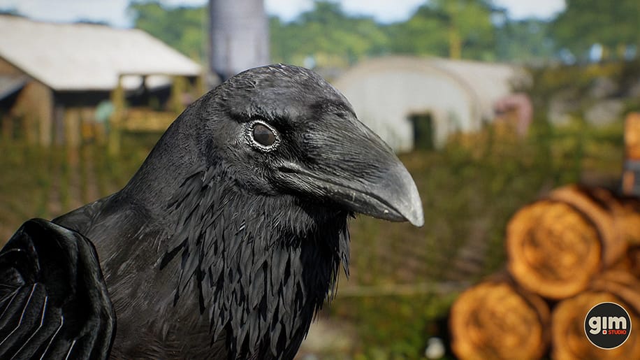 【UE资源】乌鸦资源（骨骼+动画）-Animalia – Raven-IMAXCG