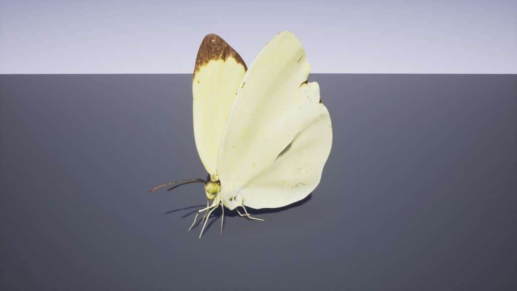 图片[13]-【UE虚幻资源】日本昆虫模型包-Japanese Insect Pack-IMAXCG
