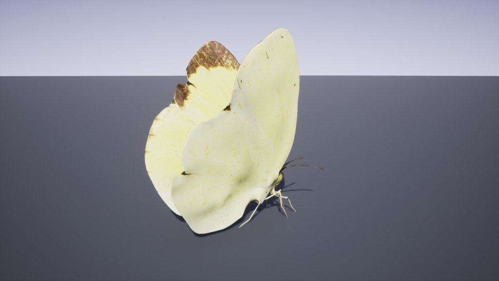 图片[14]-【UE虚幻资源】日本昆虫模型包-Japanese Insect Pack-IMAXCG