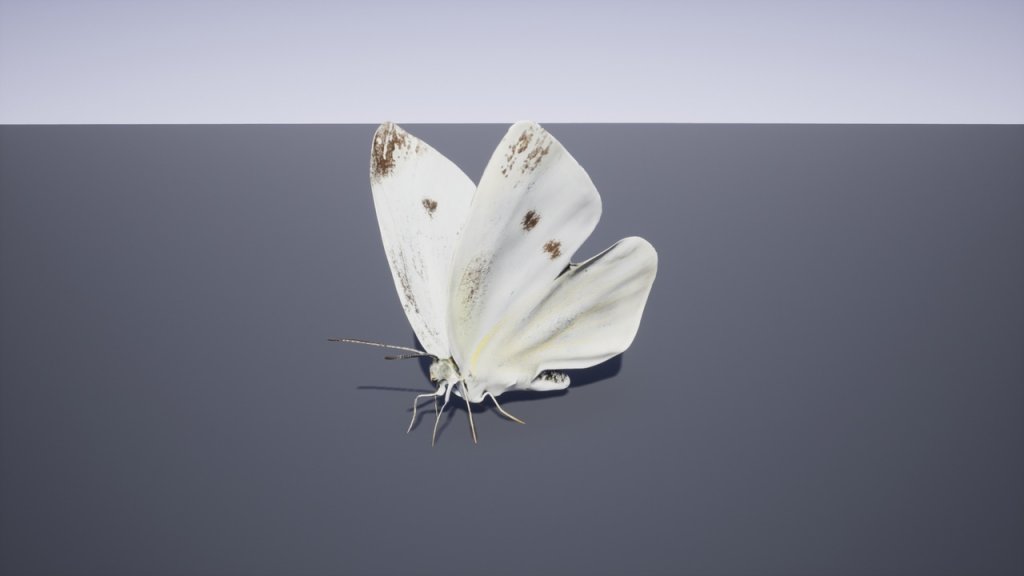 图片[15]-【UE虚幻资源】日本昆虫模型包-Japanese Insect Pack-IMAXCG