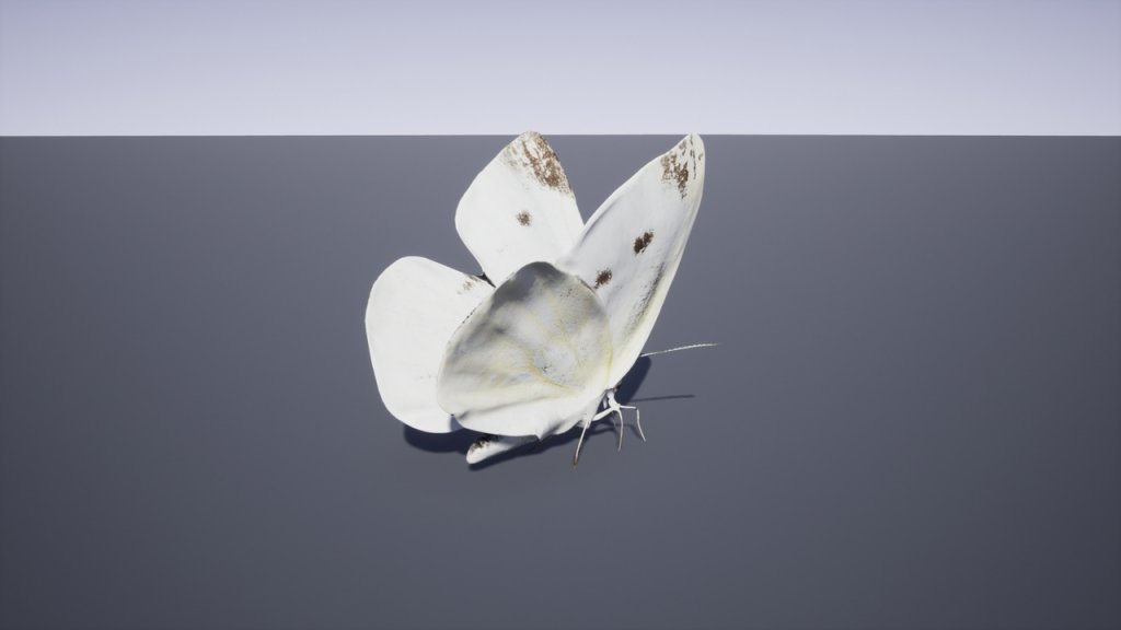 图片[16]-【UE虚幻资源】日本昆虫模型包-Japanese Insect Pack-IMAXCG