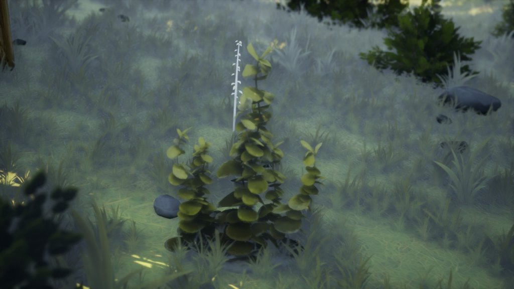 图片[6]-【UE虚幻资源】植被合集1 森林自动材质-Vegetation Vol 1 – Forest Automaterial-IMAXCG