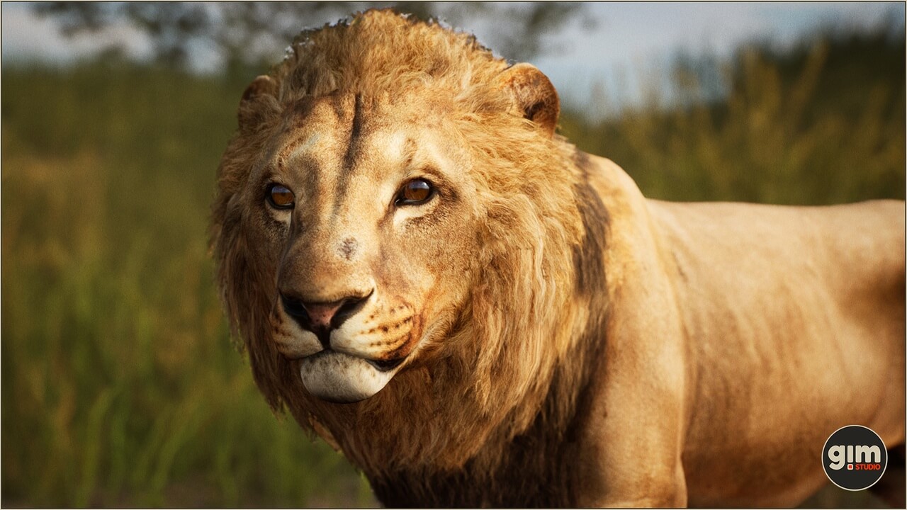 【UE虚幻资源】雄狮资源包-Animalia – Lion (male)-IMAXCG