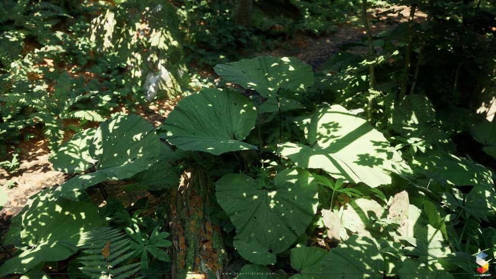 图片[1]-【UE虚幻资源】榉树林生态环境包-Beech Forest Ecosystem-IMAXCG