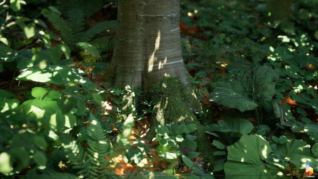 图片[6]-【UE虚幻资源】榉树林生态环境包-Beech Forest Ecosystem-IMAXCG