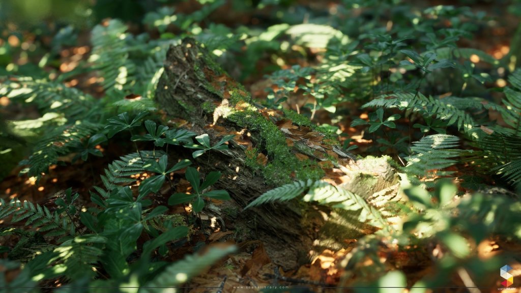 图片[7]-【UE虚幻资源】榉树林生态环境包-Beech Forest Ecosystem-IMAXCG