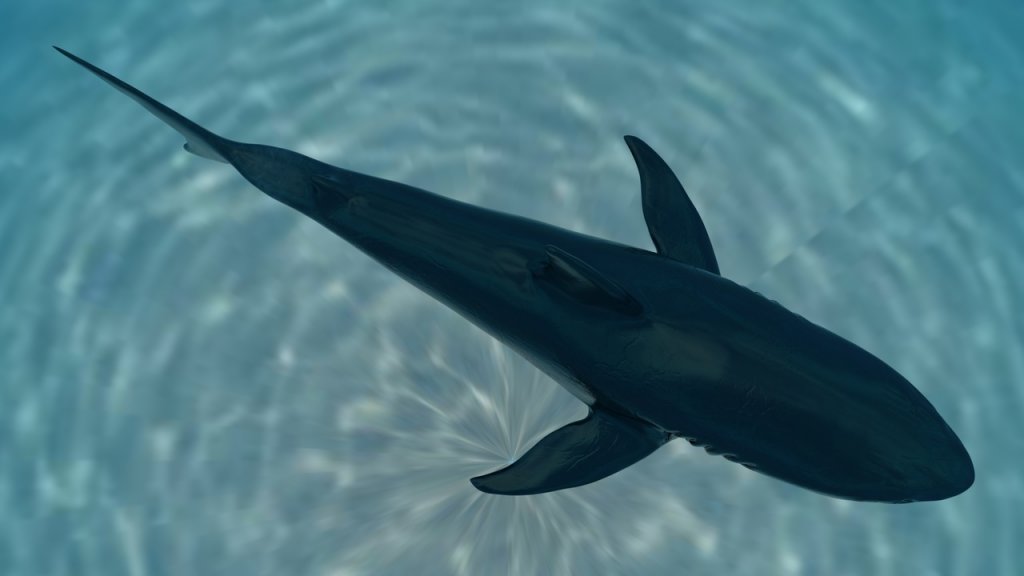 图片[9]-【UE虚幻资源】大白鲨模型带动画-Great White Shark Model and 7 Animations-IMAXCG