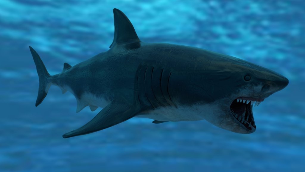 图片[6]-【UE虚幻资源】大白鲨模型带动画-Great White Shark Model and 7 Animations-IMAXCG