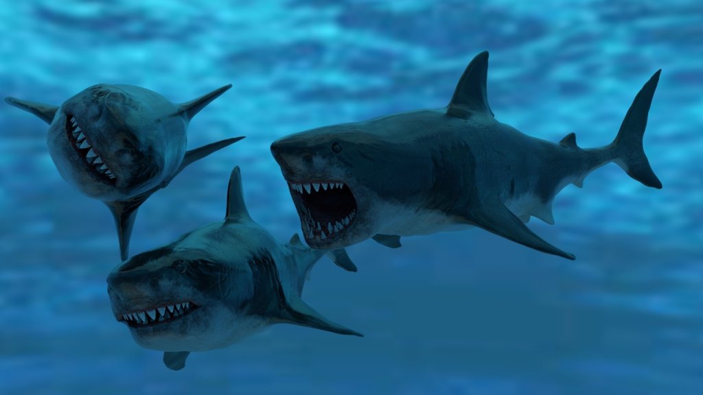 图片[7]-【UE虚幻资源】大白鲨模型带动画-Great White Shark Model and 7 Animations-IMAXCG