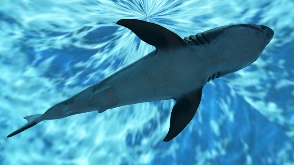 图片[8]-【UE虚幻资源】大白鲨模型带动画-Great White Shark Model and 7 Animations-IMAXCG