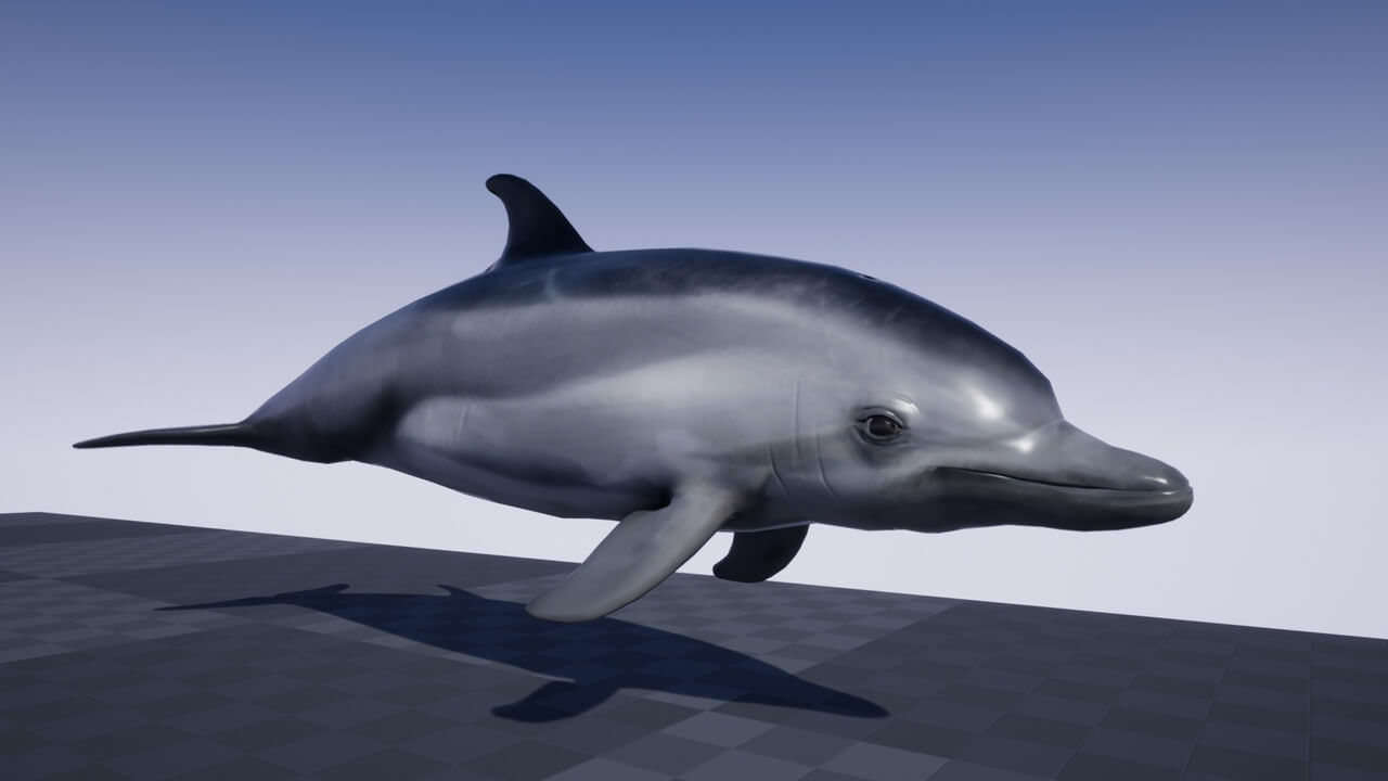 【UE虚幻资源】海豚资源-OCEAN LIFE: DOLPHIN-IMAXCG