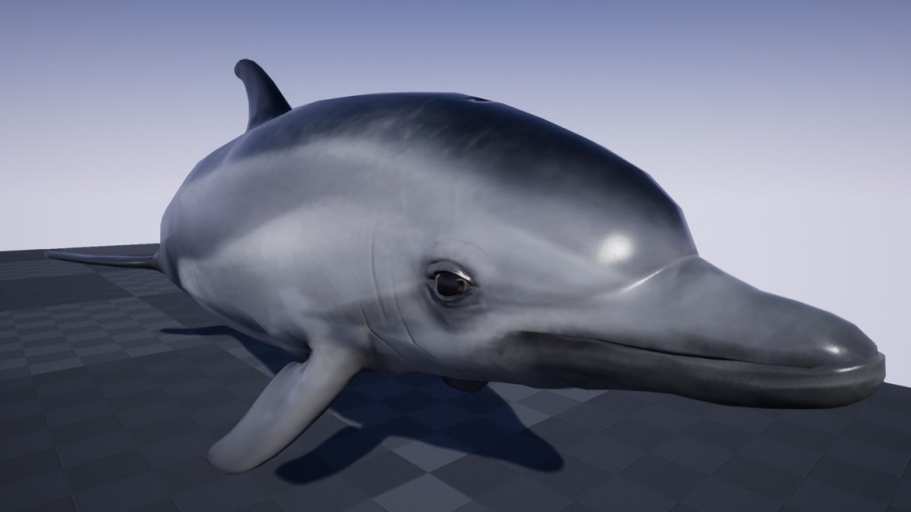 图片[1]-【UE虚幻资源】海豚资源-OCEAN LIFE: DOLPHIN-IMAXCG