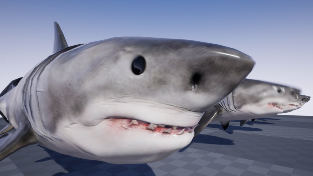 图片[1]-【UE虚幻资源】海洋生物：大白鲨-OCEAN LIFE: GREAT WHITE SHARK-IMAXCG