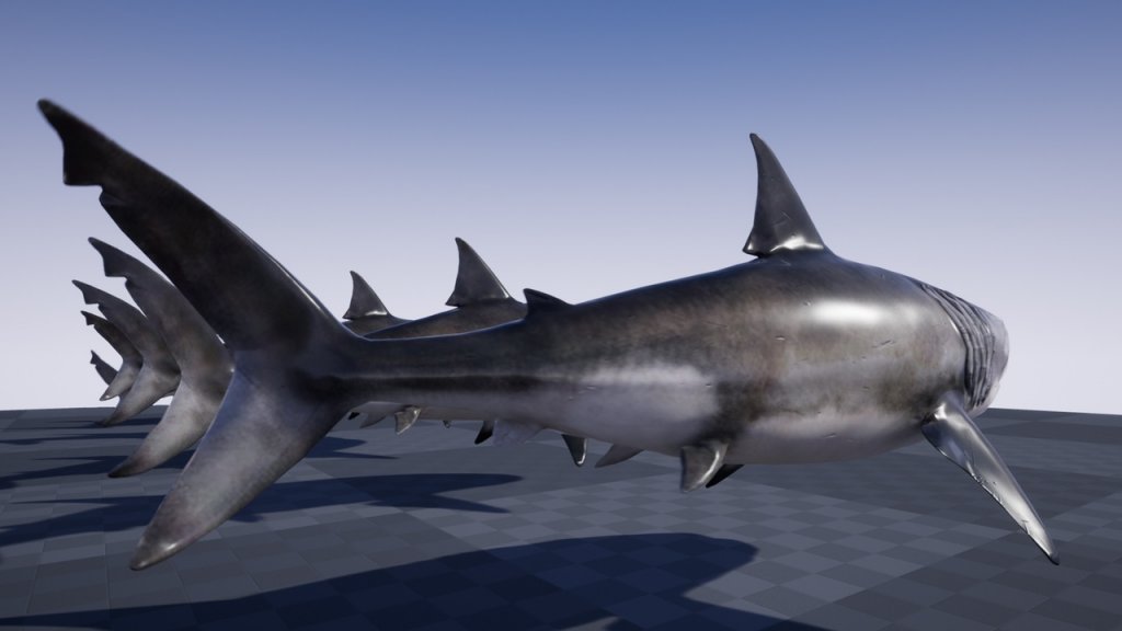 图片[2]-【UE虚幻资源】海洋生物：大白鲨-OCEAN LIFE: GREAT WHITE SHARK-IMAXCG